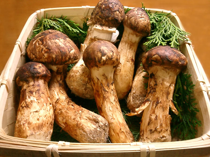 matsutake mushrooms