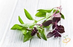 plante care scad tensiunea arteriala