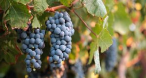 vin Syrah struguri