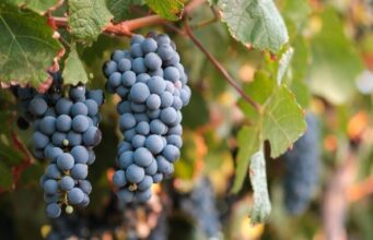 vin Syrah struguri